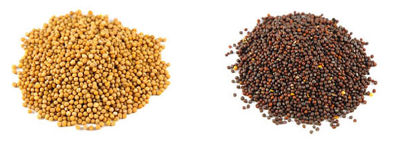 MustardSeeds3